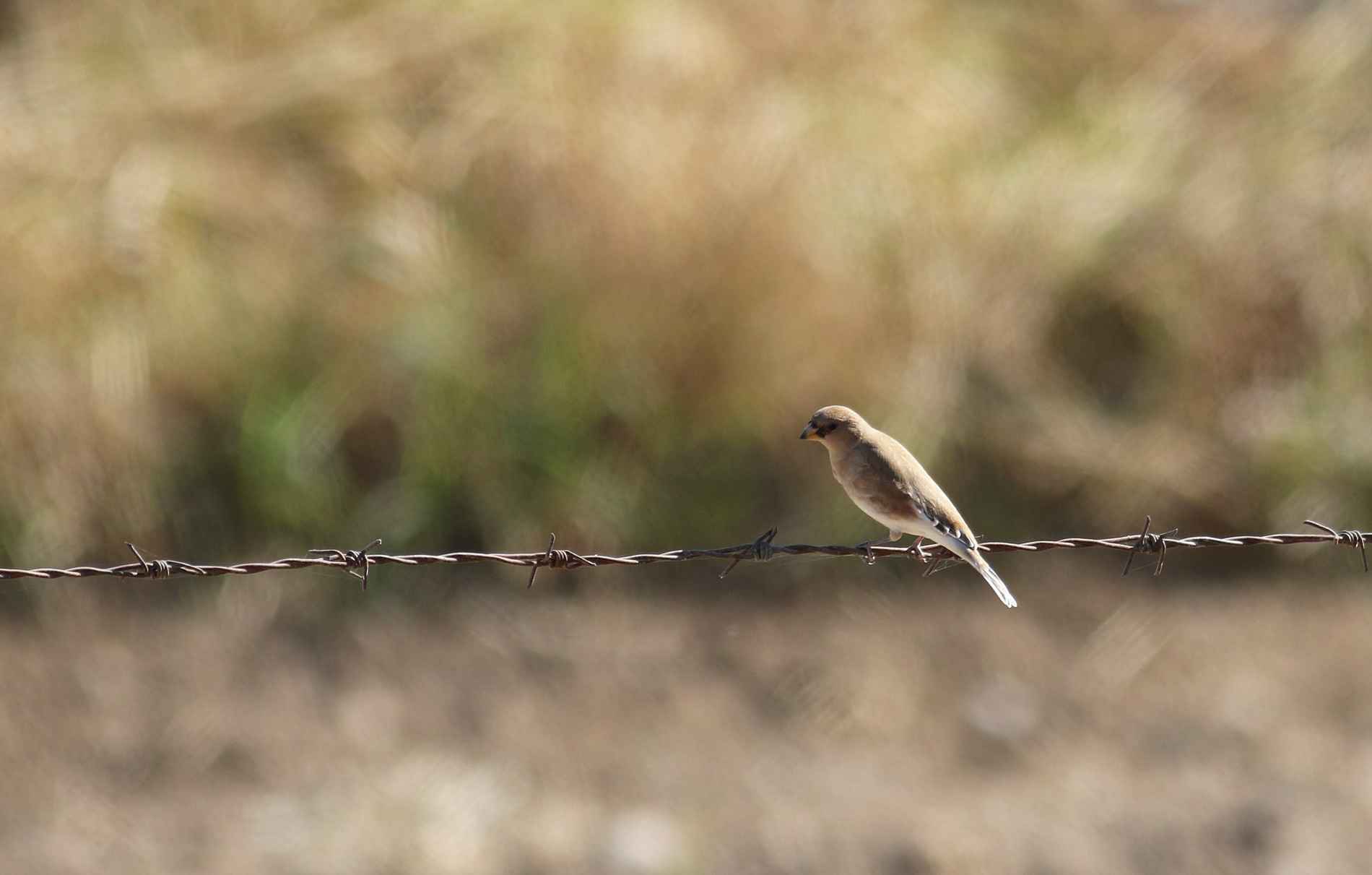 Desert Finch